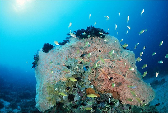 Badian Resort plongée sous marine