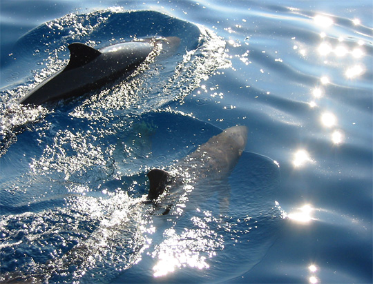 Badian Resort plongée sous marine